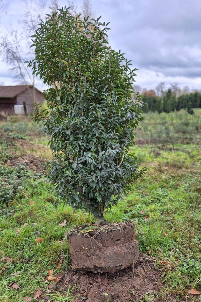 Ergebnis KLR-650 mit 65 cm Spaten