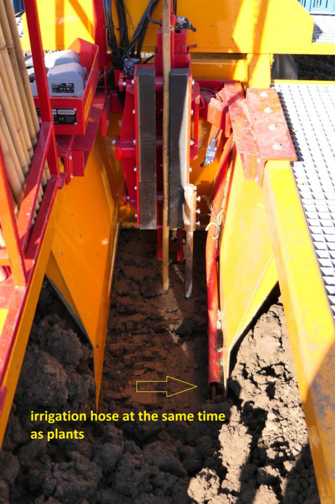 Bewässerungsschlauch während der Pflanzung verlegen