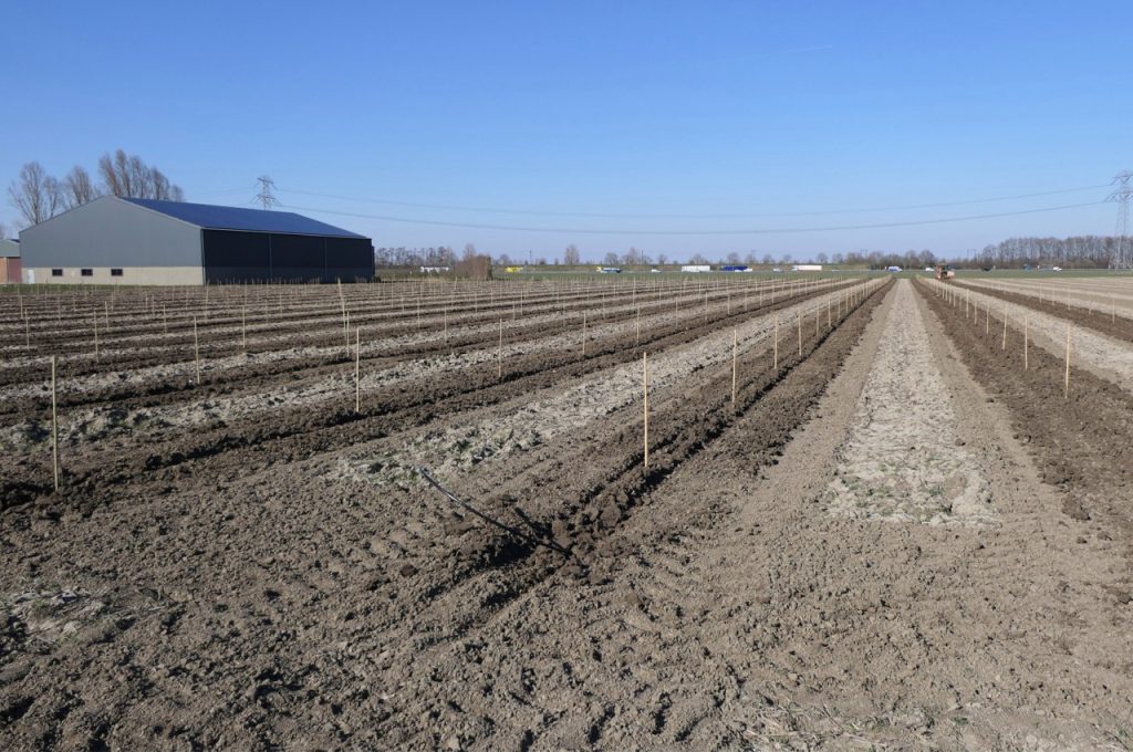 Bewässerungsschlauch während der Pflanzung verlegen