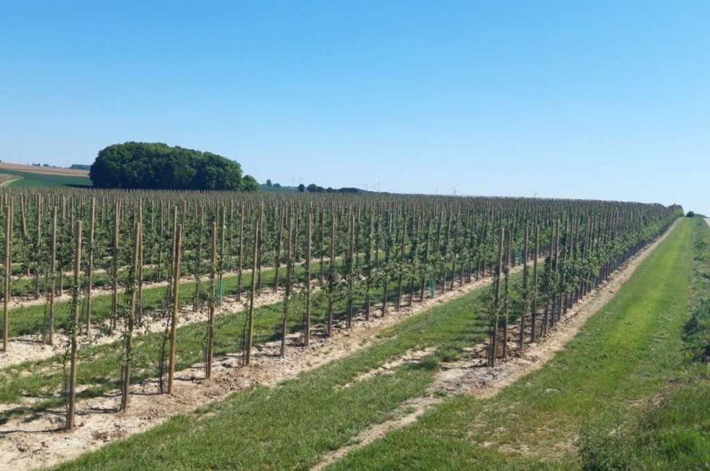 PL-40 F1 resultat nach 1 jahr