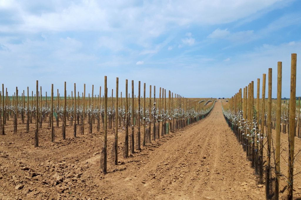 PL-40 F1 resultat nach 1 monat