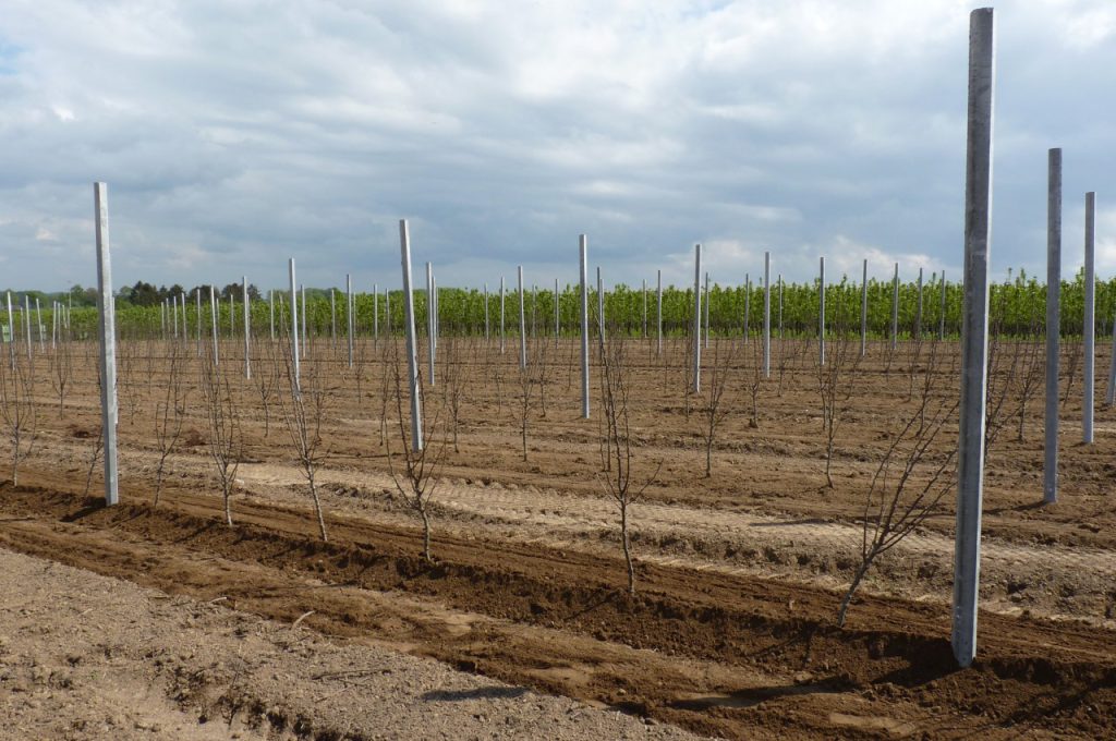 PL-40 F2 Resultat nach dem Pflanzen