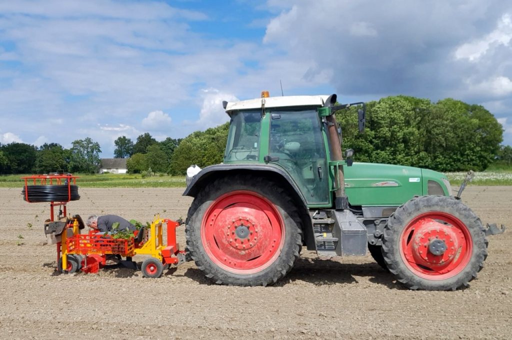 Paulownias pflanzen und gleichzeitig Bewässerungsschäuche verlegen