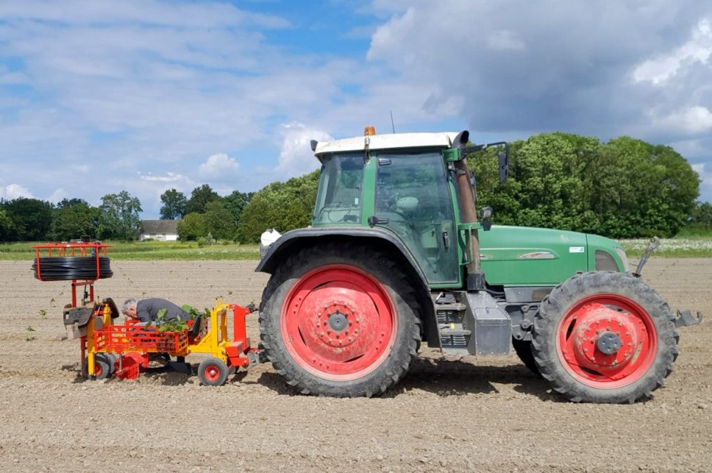 Paulownias pflanzen und gleichzeitig Bewässerungsschäuche verlegen