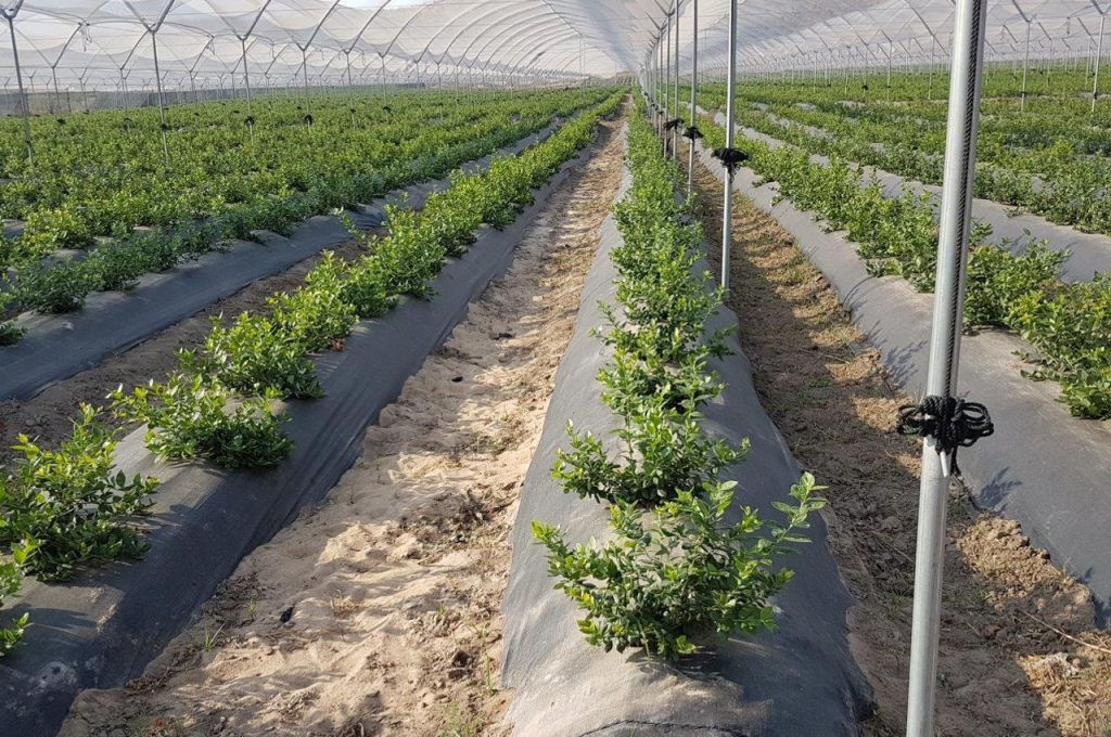 Heidelbeere unter Tunnel