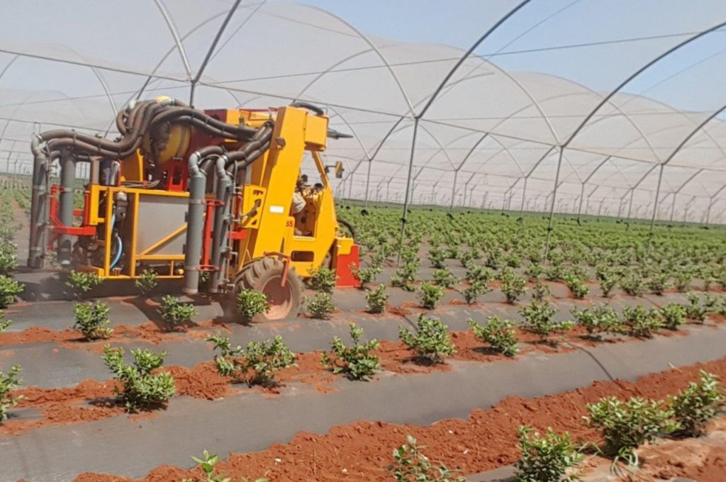 Heidelbeere unter Tunnel