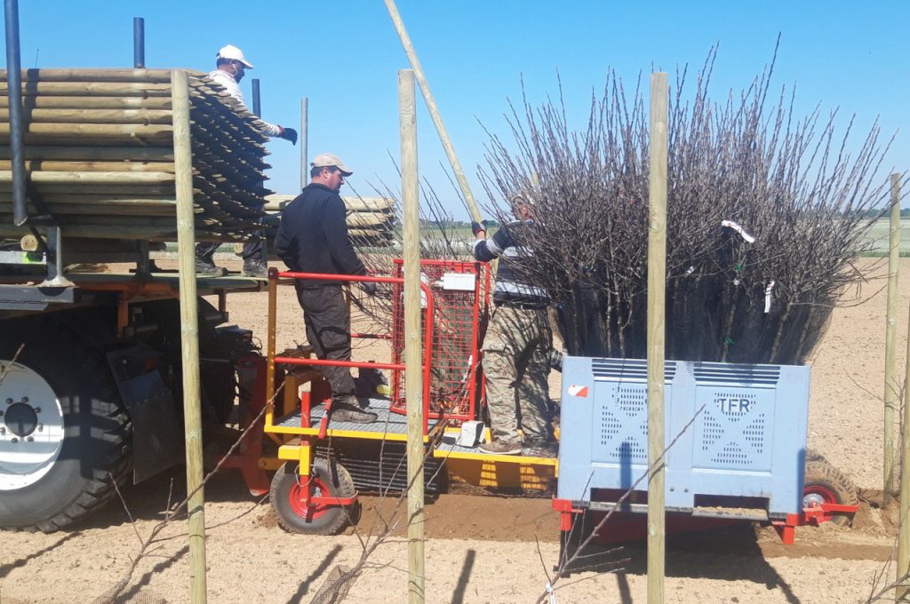 Pfähle setzen und Bäume pflanzen in 1 Arbeitsgang