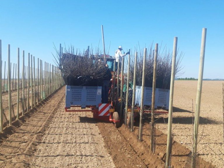 PL-40 F1 große vorratskisten mit pflanzmaterial