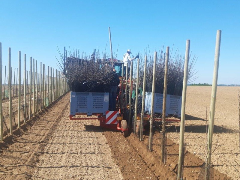 PL-40 F1 große vorratskisten mit pflanzmaterial