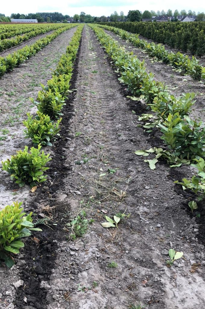 Resultat Tropfschlauch