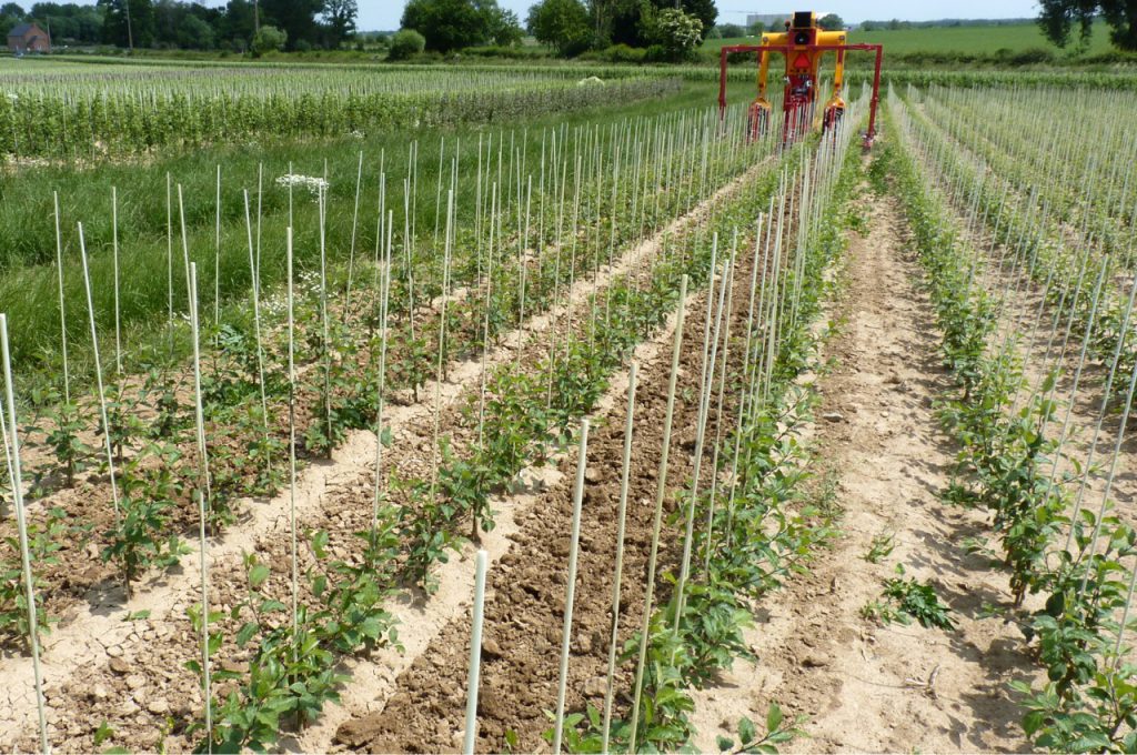 Ergebnis nach Hacken Reihenabstand 80 cm