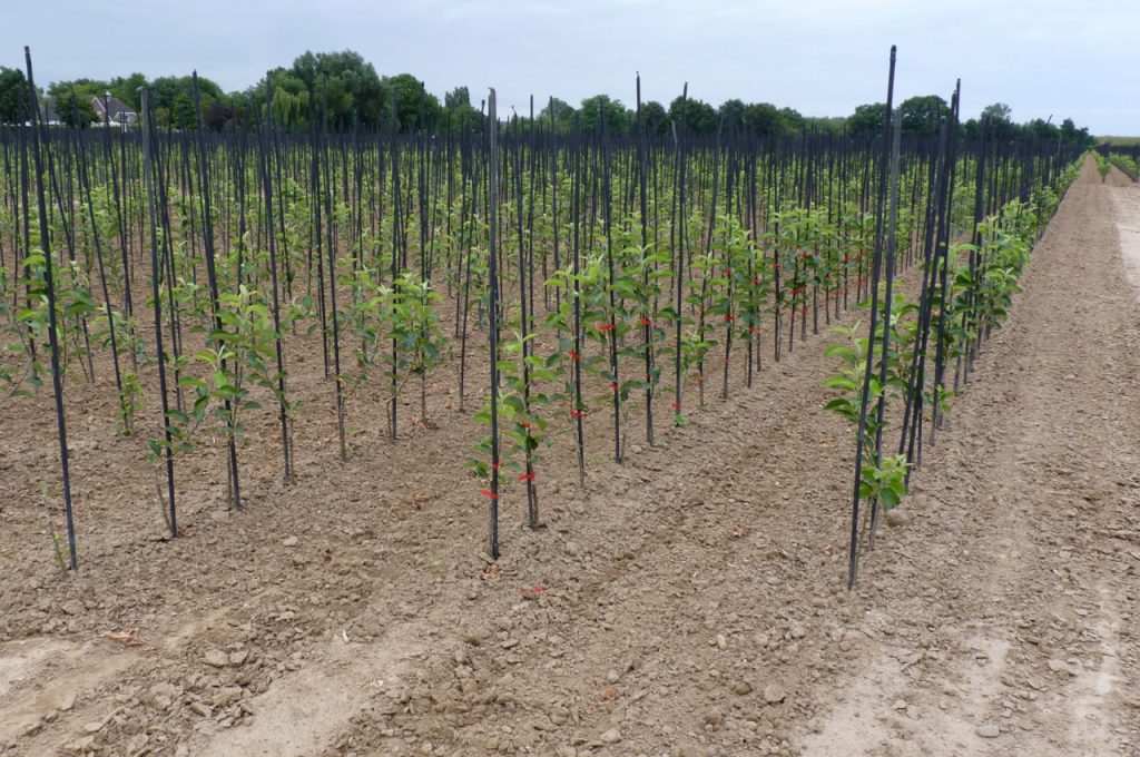 Ergebnis nach Hacken Reihenabstand 90 cm