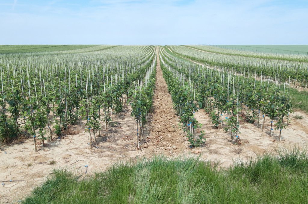 Ergebnis auf schwerem Lehmboden