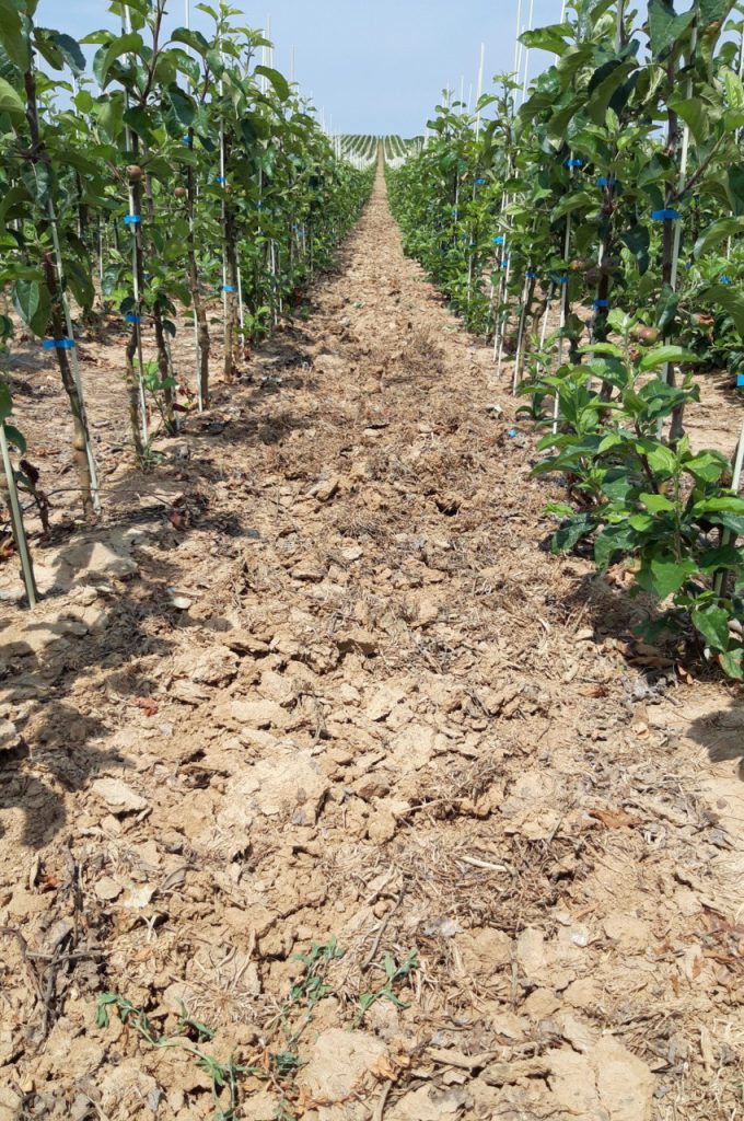 Ergebnis auf schwerem Lehmboden