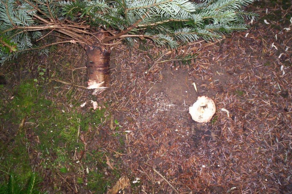 Ergebnis Sageeinheit an Stumpfbeschneider