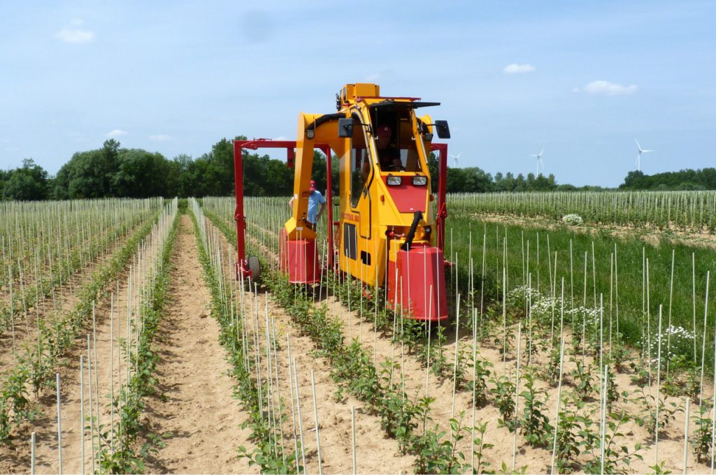Hacken mit Torsionshacken 1 Jahr alte Kultur Reihenabstand 80 cm