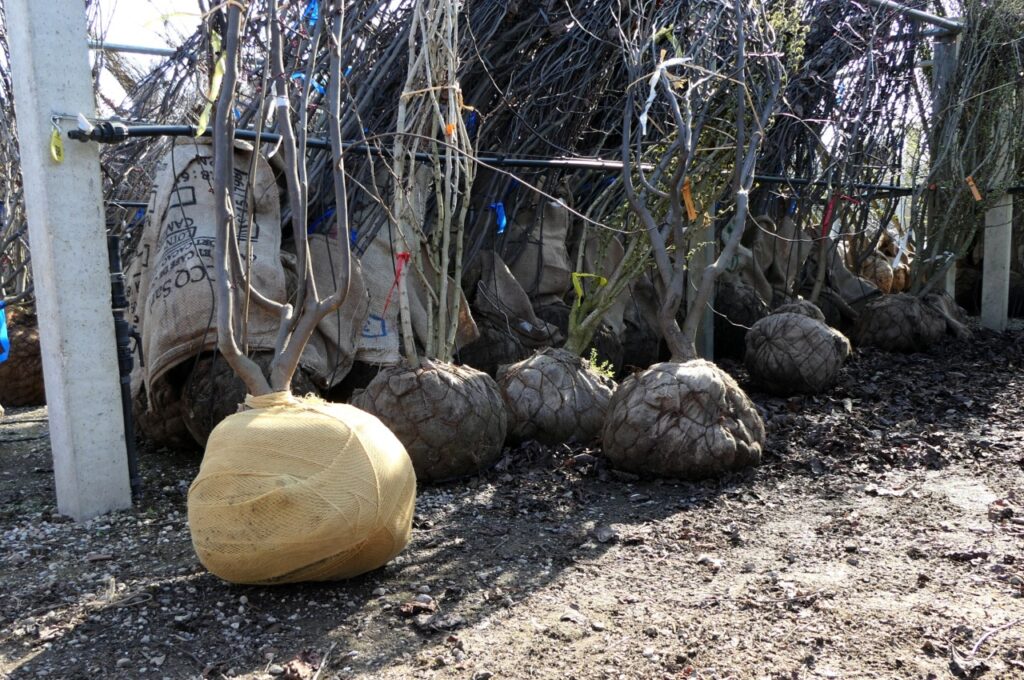 Ergebnis mehrstämmig