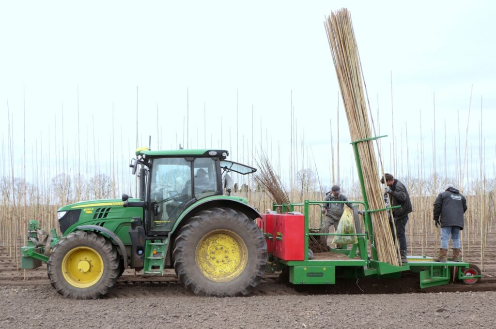Löcher machen (mit Wasser), pflanzen und bewässern