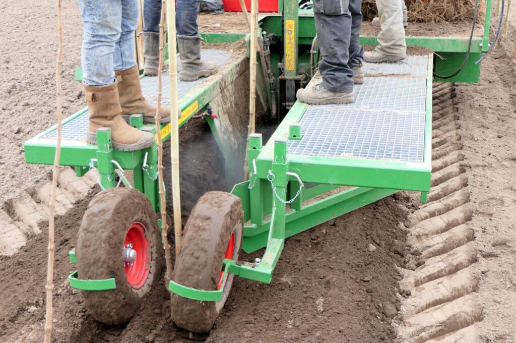 Löcher machen (mit Wasser), pflanzen und bewässern